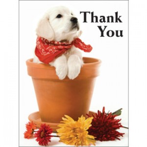 Thank you puppy in a pot